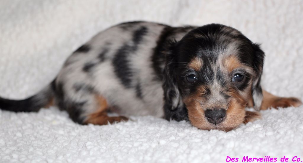 CHIOT